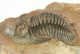 Metacanthina Trilobite - Lghaft, Morocco #204222-1